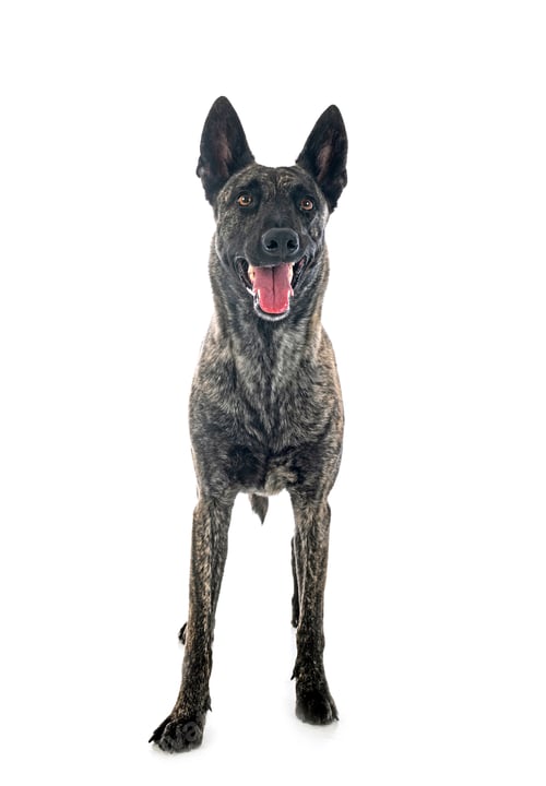 Preview: Dutch Shepherd in studio