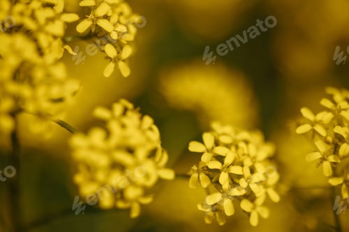 Preview: Close-up of yellow wildflowers blooming in field with soft focus and dark green background