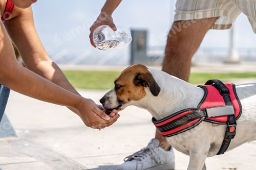 Preview: Owners giving water to thirsty dog in park