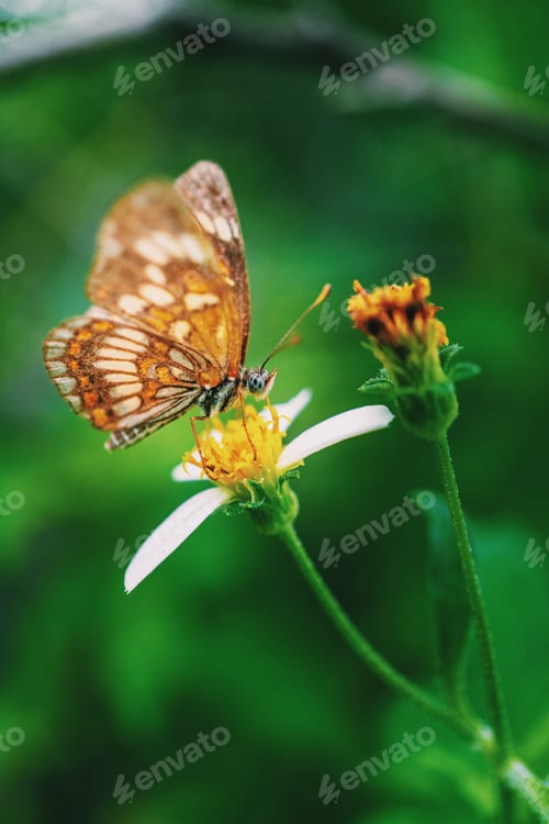 Preview: Buttefly on the flower