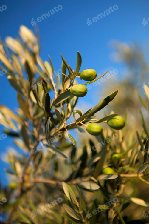 Preview: Olive tree