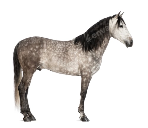 Preview: Andalusian, 7 years old, also known as the Pure Spanish Horse or PRE against white background