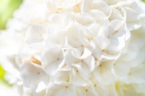 Preview: White Hydrangea macrophylla flower in the garden,