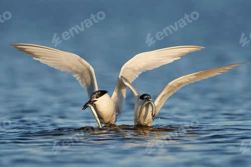 Preview: Sandwich tern (Thalasseus sandvicensis)