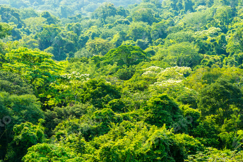 Preview: Green Forest Nature Background