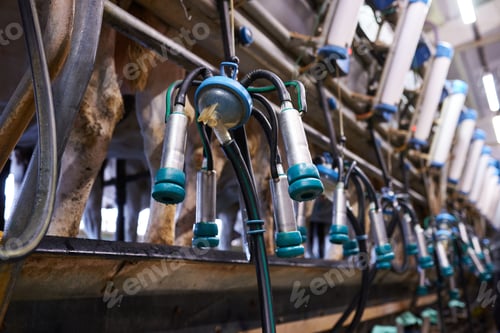 Preview: milking machine on a dairy farm close up