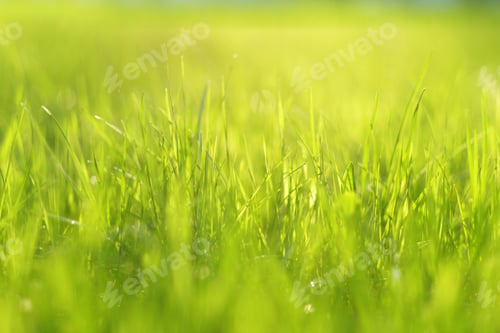 Preview: Meadow in sunlight