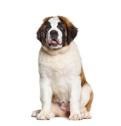 Preview: Saint Bernard dog puppy, three months old, sitting, isolated on white
