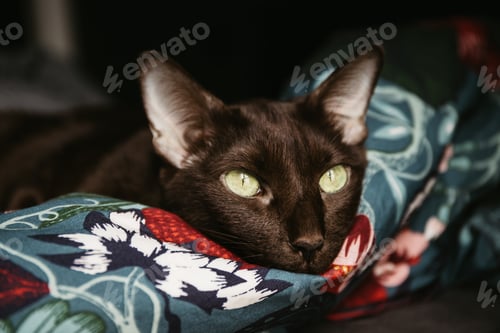 Preview: Domestic oriental breed brown cat with green eyes relax es on a floral blanket.