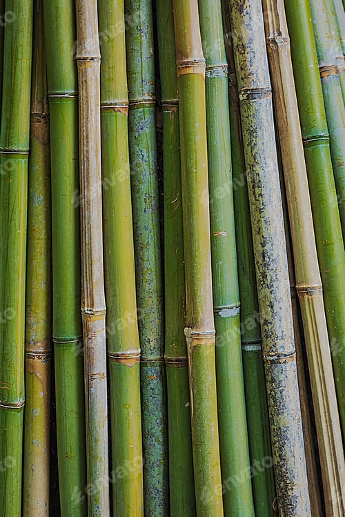 Preview: Green and Brown Bamboo Stalks in Natural Light