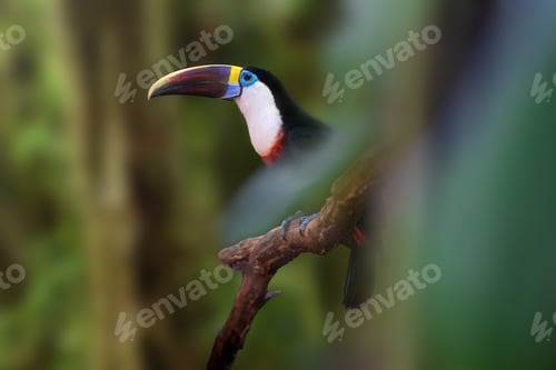 Preview: White-throated Toucan bird (Ramphastos tucanus)