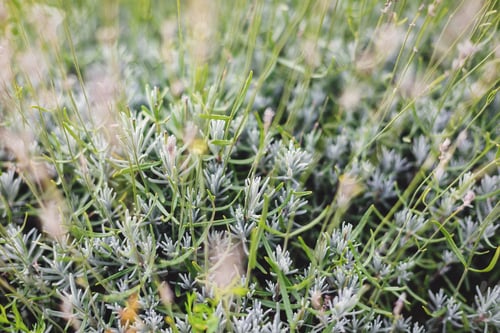 Preview: Beautiful lavender flowers in sunny light in meadow