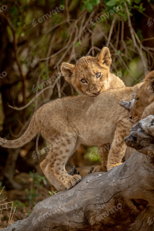 Preview: Lion cubs sitting on a fallen tree.