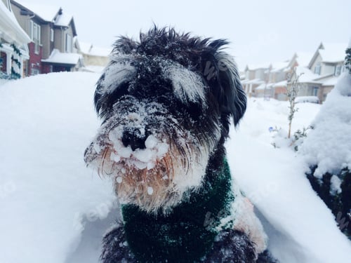 Preview: Dog after playing in the snow.
🎉