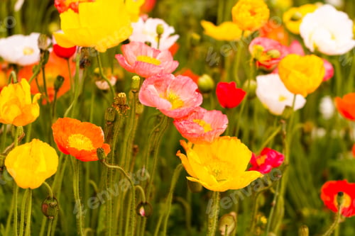 Preview: Flowers