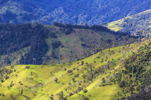 Preview: Cocora