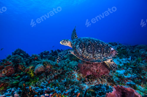 Preview: Underwater view of hawksbill turtle swimming over seabed