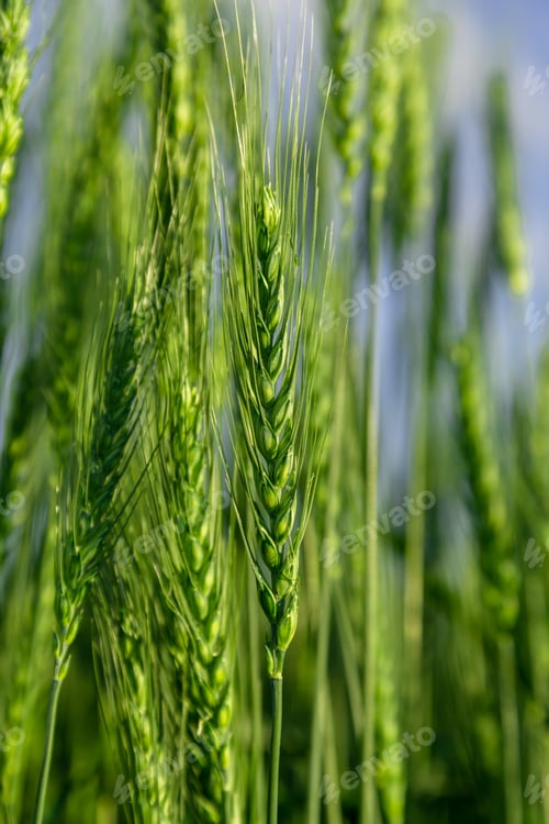 Preview: Green wheat field close up image. Agriculture scene