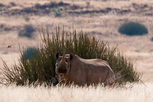 Preview: A solitary rhino stands among the grasses with a bird in flight nearby.