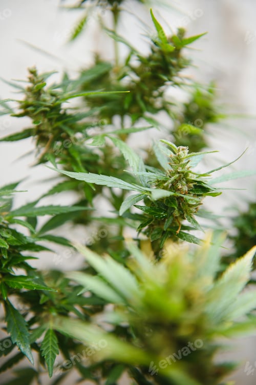 Preview: Background Canopy of Budding Indoor Marijuana Plants.