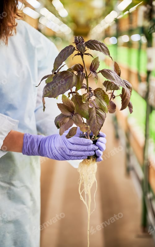 Preview: Female hands in gloves holding pot with basil plant.
