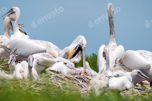 Preview: Dalmatian pelican or Pelecanus crispus on their nest colony