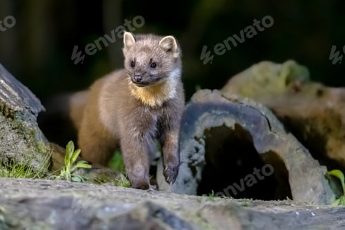 Preview: Pine marten on trunk in forest at night