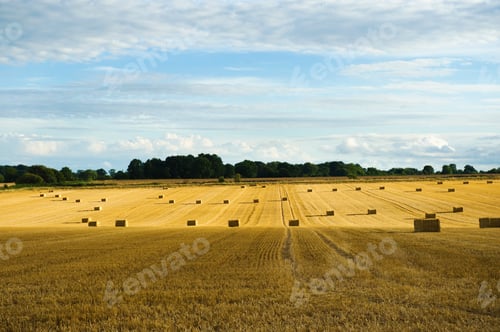 Preview: Bales of straw in a field full of stubble.