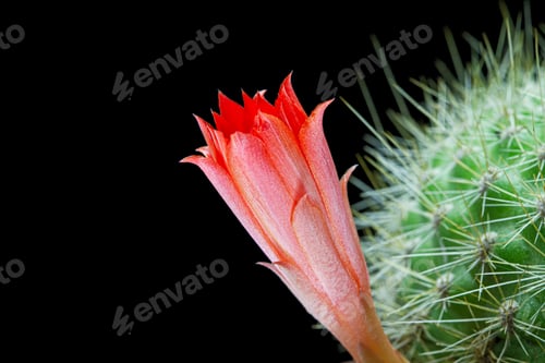 Preview: Red cactus flower, isolated on black background