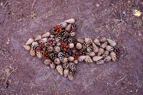 Preview: Beautiful pine laid out on the ground.