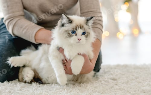 Preview: Girl with ragdoll cat in Christmas time