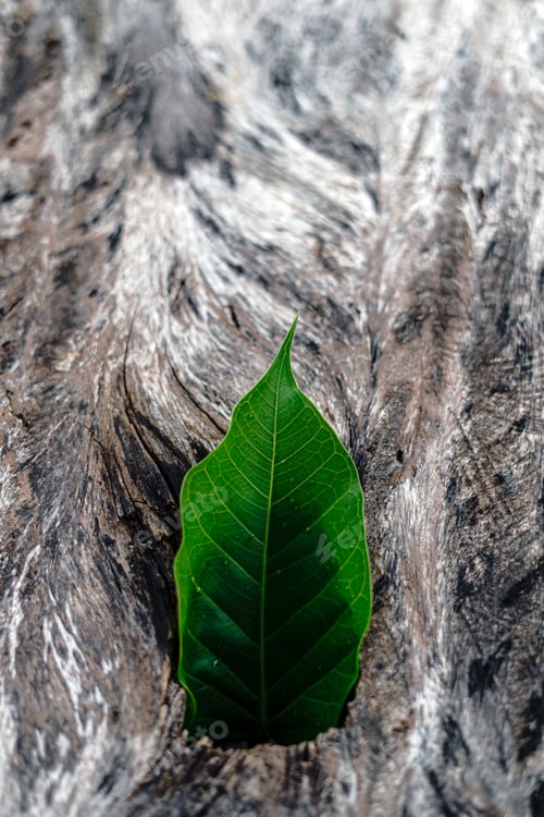 Preview: Green leaf of Sacred Fig (Ficus religiosa) on the wood plank texture