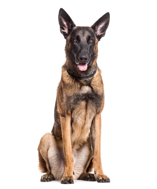 Preview: Malinois dog, 22 months old, sitting against white background