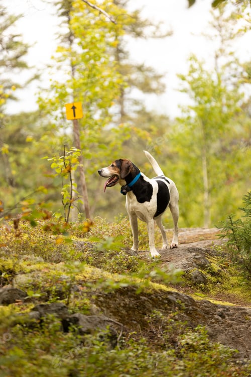 Preview: Adorable Halden Hound stands happily amidst the lush greenery of a sunlit pathway