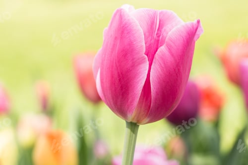 Preview: A Close Up Of A Pastel Pink Tulip During Tulip Festival In Holland Michigan In Springtime