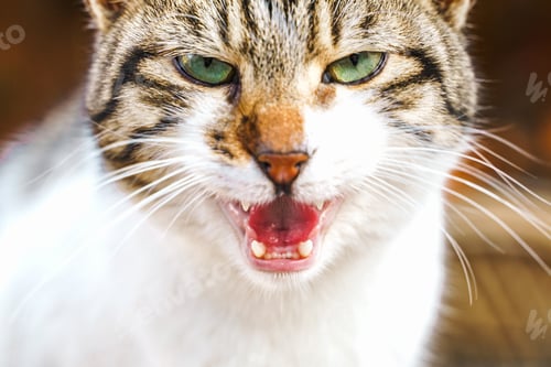 Preview: Homeless animals seek shelter. Surviving cat wander street of village,old town. Stray, abandoned
