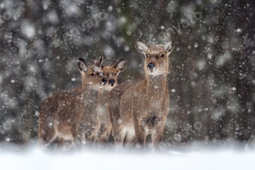 Preview: Roe deers in the winter forest цшер snowfall. Animal in natural habitat