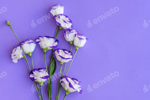 Preview: A bouquet of beautiful freshly cut purple eustoma on a one ton background