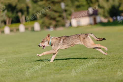 Preview: A mixed breed dog on a walk. Dog running on the grass. Cute dog playing. Funny pet. Pet adoption.