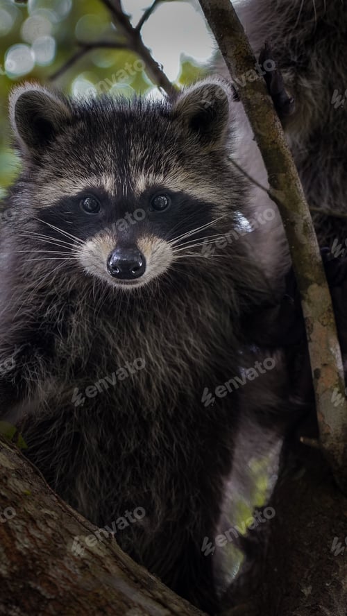 Preview: Baby raccoon perched on a tree with its lush foliage visible in the background