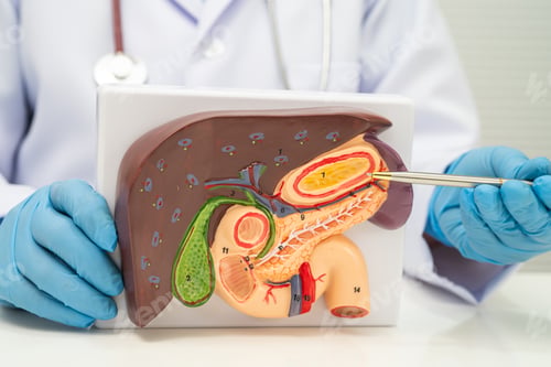 Preview: Liver with gallbladder, pancreas spleen and duodenum,