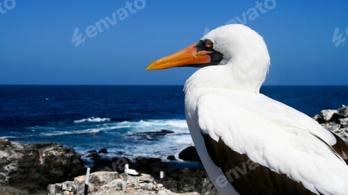 Preview: Nazca Booby, Galápagos National Park