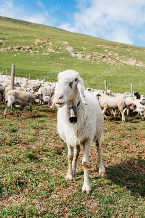 Preview: Assaf sheep pasturing on grassy meadow