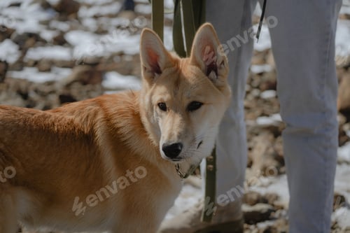 Preview: The red dog looks to the side, with a curious expression on its face.
