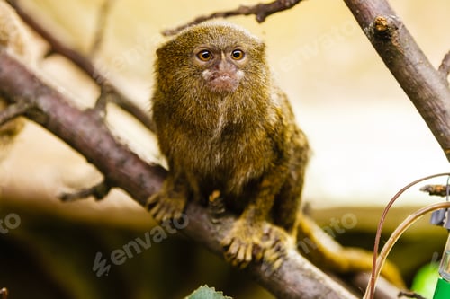 Preview: pygmy marmoset