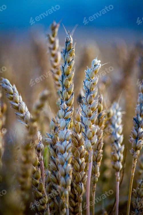 Preview: Khorasan wheat or Oriental wheat, commercially known as Kamut, is a tetraploid wheat species.