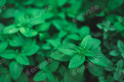 Preview: decoration of plant and flower in cafe garden or home outdoor, nature green plant decorate