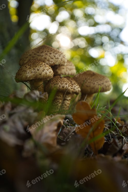 Preview: Scenic image of mushrooms growing in a grassy and wooded area
