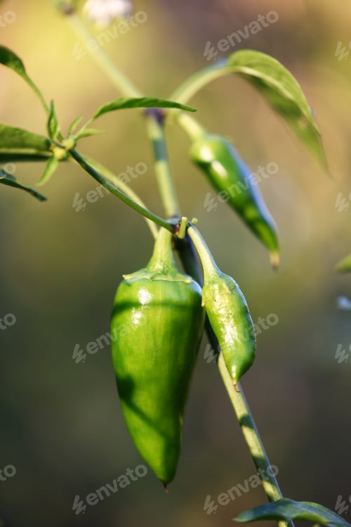 Preview: Green jalapeno hot pepper in garden closeup