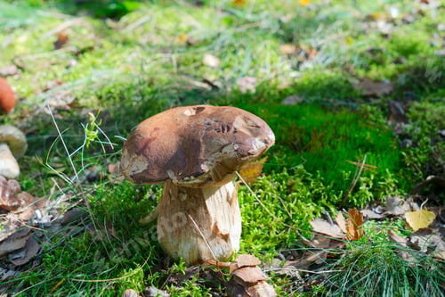 Preview: chanterelle mushrooms on wooden background